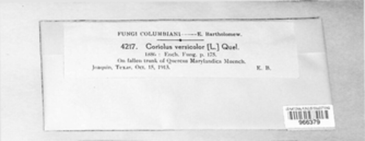 Coriolus image